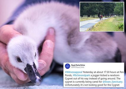 الشرطة البريطانية تلاحق رجلا بتهمة "ركل فرخ بجعة"