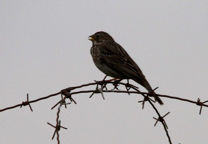 الأغوار... آية الجمال وجنة الخير والطير والزهر وسلة الغذاء وكرامة فلسطين.