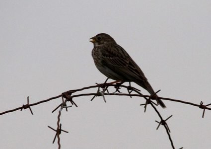 الأغوار... آية الجمال وجنة الخير والطير والزهر وسلة الغذاء وكرامة فلسطين.