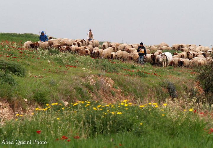 الأغوار... آية الجمال وجنة الخير والطير والزهر وسلة الغذاء وكرامة فلسطين.