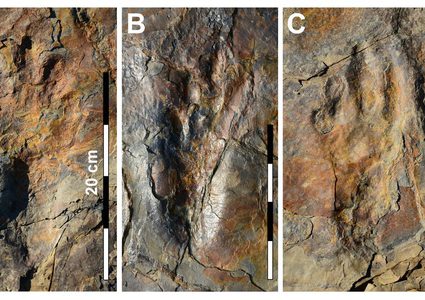 العثور على أحافير تكشف طريقة تحرك التماسيح قبل ملايين السنين