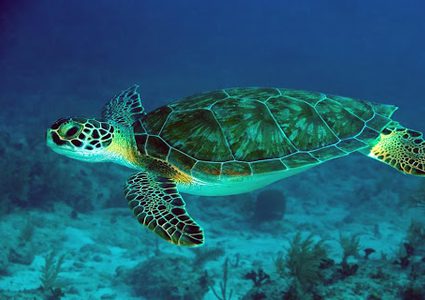 شاهدوا "أكبر سرب في العالم" من السلاحف البحرية المهاجرة