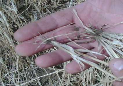 توقعات بصيف جاف بعد الربيع الدافئ