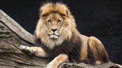 تحذير.. "عظام الأسود" قد تتسبب في تفشي جائحة جديدة