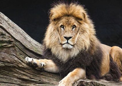 تحذير.. "عظام الأسود" قد تتسبب في تفشي جائحة جديدة