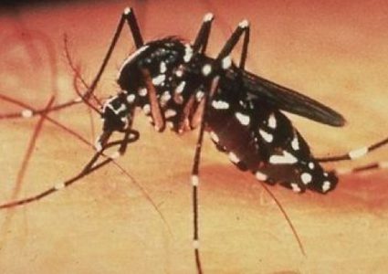 حلول سريعة من أجل طرد الناموس والبعوض من منزلك