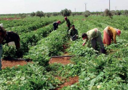 الزراعة تؤكد استمرارها في زيادة مساحة الأراضي المزروعة وحمايتها