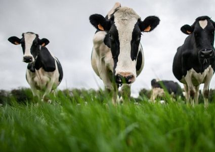 شركة أميركية تستخدم دم الأبقار لعلاج كورونا !