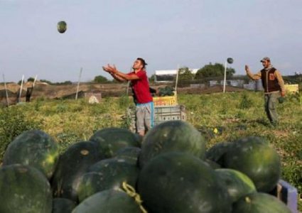 ضبط 700 كیلو من البطیخ الفاسد جنوب القطاع