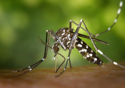 الصحة الجزائرية تحذر مواطنيها من انتشار بعوض النمر