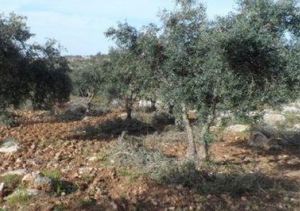 اجتماع لبحث سبل حماية الأراضي الوقفية في الاغوار