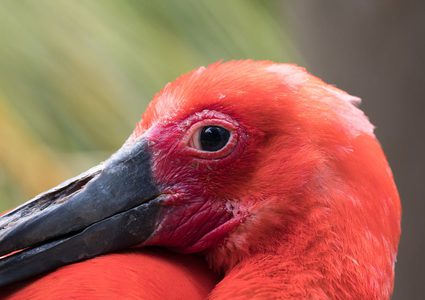 البشر مصابون بعمى الألوان مقارنة بالطيور