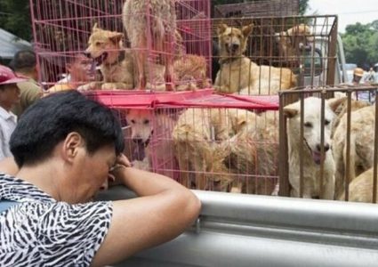 بالرغم من كورونا.. إحياء مهرجان لحوم الكلاب في الصين !