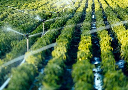 تحذير.. محاصيل النباتات تحتوي على جزيئات البلاستيك