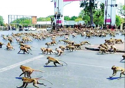 القردة تفرض السجن على مدينة بأكملها !!