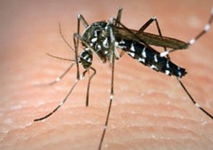 بعوض النمر "يغزو" العاصمة الجزائرية