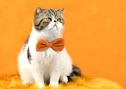 للمرة الأولى.. القضاء الأردني ينظر في قضية خاصة بالقطط