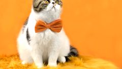 للمرة الأولى.. القضاء الأردني ينظر في قضية خاصة بالقطط