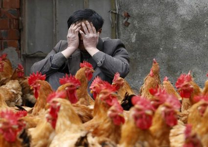 الصين تحرم ذبح الدواجن أو بيعها حية في الأسواق