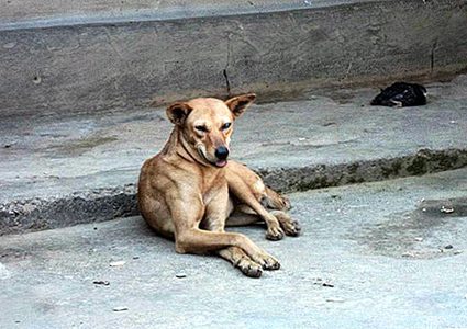 للمرة الأولى..ولاية هندية تجرم بيع لحوم الكلاب