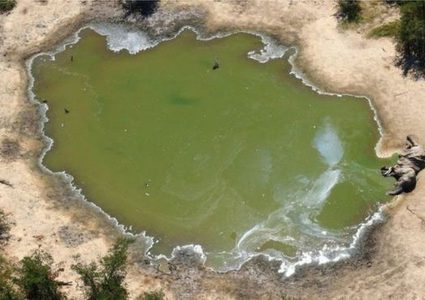 بوتسوانا.. نفوق أكثر من 350 فيلا بصورة غامضة