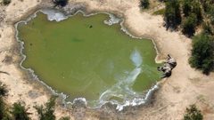 بوتسوانا.. نفوق أكثر من 350 فيلا بصورة غامضة