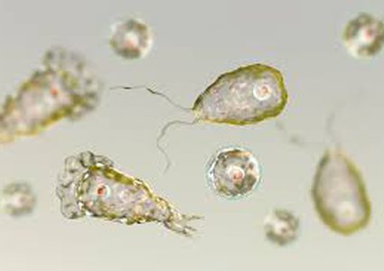 أميركا.. ظهور حالات مرضية مصابة بـ "أميبا نادرة تسبب تآكل الدماغ"