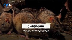"الموت الأسود" هذه المرة الصين تصدر الطاعون الدملي للعالم