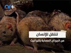 "الموت الأسود" هذه المرة الصين تصدر الطاعون الدملي للعالم