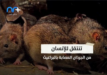 "الموت الأسود" هذه المرة الصين تصدر الطاعون الدملي للعالم