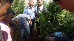 الوقائي في نابلس يضبط مشتلا لزراعة المخدرات