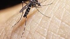 ما هي خطورة التعرض إلى لدغات البعوض ؟