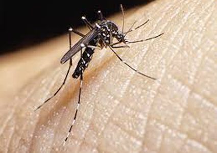ما هي خطورة التعرض إلى لدغات البعوض ؟