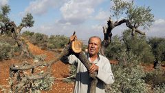 مستوطنون يقطعون 70 شجرة زيتون في سعير بالخليل