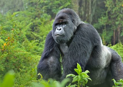 غوريلا في ميامي يخضع لاختبار "كوفيد-19"