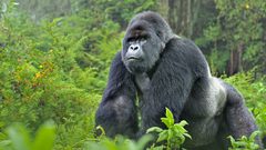 غوريلا في ميامي يخضع لاختبار "كوفيد-19"