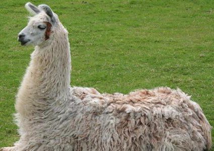 دراسة: دماء حيوان اللاما هي الأمل القادم لعلاج كورونا