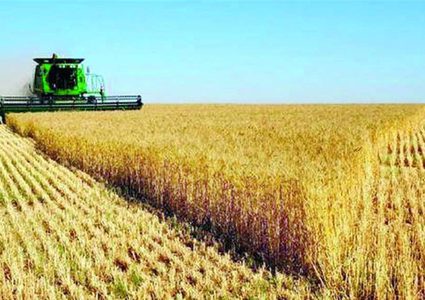 دراسة: تغطية التربة بالأغشية البلاستيكية يزيد من غلة المحاصيل