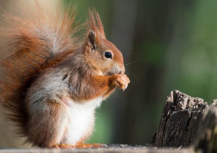 أمريكا.. إصابة سنجاب بمرض الطاعون الدبلي