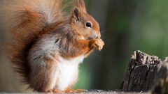 أمريكا.. إصابة سنجاب بمرض الطاعون الدبلي