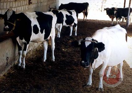 المفتي العام محمد حسين يؤكد على جواز التضحية بالعجول المسمنة