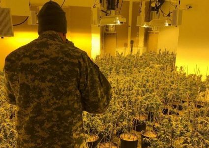 ضبط مشتلا وحاضنة لإستنبات المخدرات في أريحا