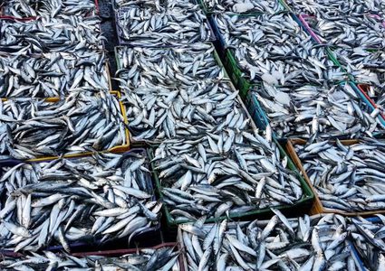 الشرطة البحرية تضبط 850 كيلو سمك فاسد في غزة