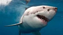 فلوريدا.. شاهد شرطي متقاعد ينقذ طفلا من سمكة قرش