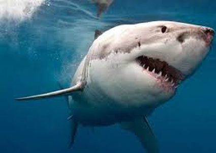 فلوريدا.. شاهد شرطي متقاعد ينقذ طفلا من سمكة قرش