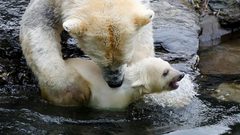 في انتظار كارثة..التغير المناخي يهدد الدب القطبي بشدة