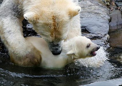 في انتظار كارثة..التغير المناخي يهدد الدب القطبي بشدة
