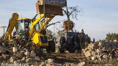 الاحتلال يقتلع أكثر من 200 شجرة زيتون في سلفيت