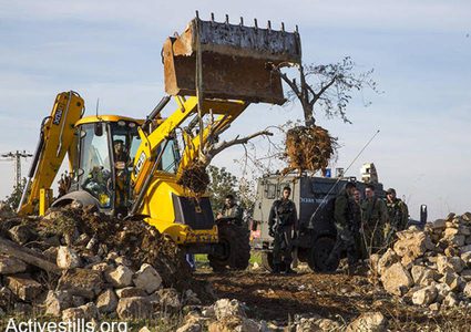 الاحتلال يقتلع أكثر من 200 شجرة زيتون في سلفيت