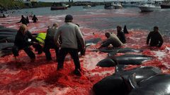 عودة موسم "نحر الحيتان" في جزر الفارو الدنماركية